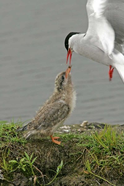AK, Potters Marsh Arctic tern feeding chick